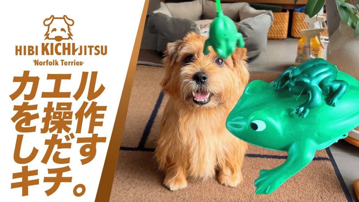 愛犬キチ ぴょこぴょこカエルを操作する【 ノーフォークテリア kichi norfolkterrier dog   】
