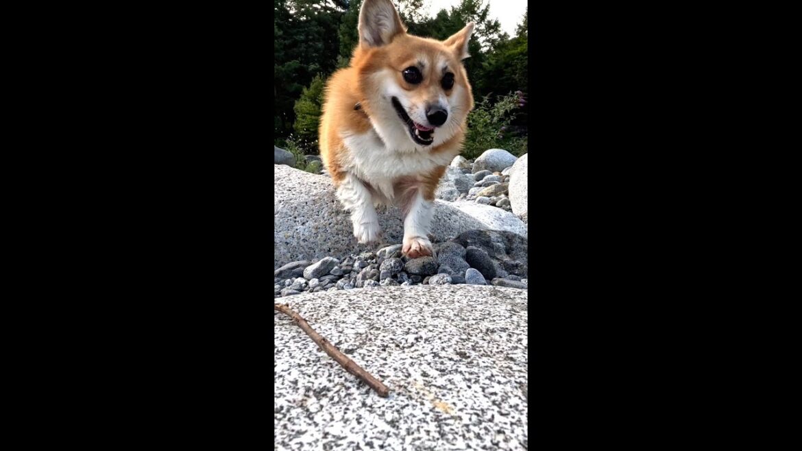 河原の石を飛び移っていくコーギー / A Corgi jumping from rock to rock #shorts