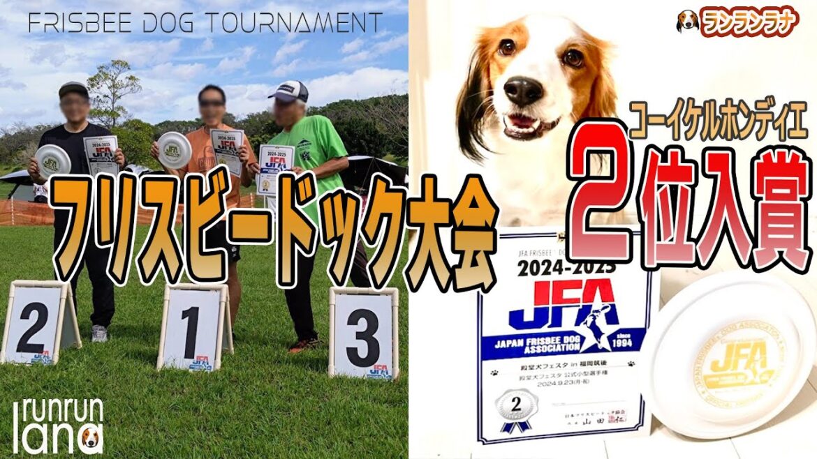 #121　感動！２位入賞　フリスビードック大会でコーイケルホンディエが頑張ってます！