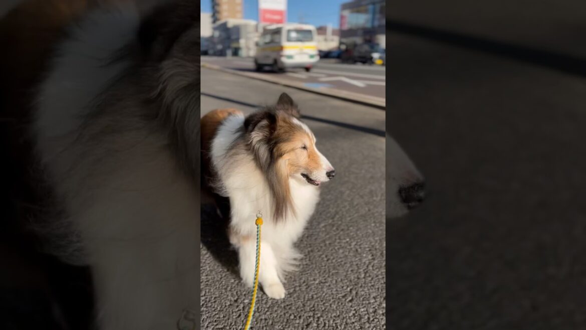 眩しくて目が開かなーい！《16歳5ヶ月 シェルティ》
