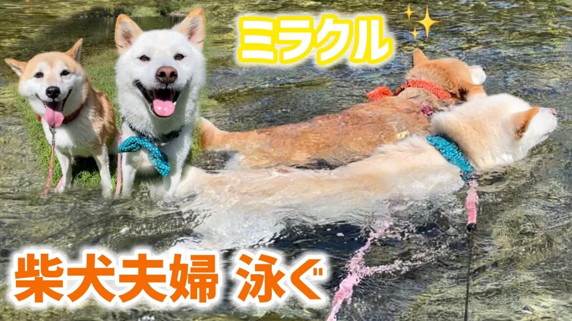 【超レア】柴犬夫婦泳ぐ！泳ぎが苦手な柴犬夫婦にミラクル起きた！