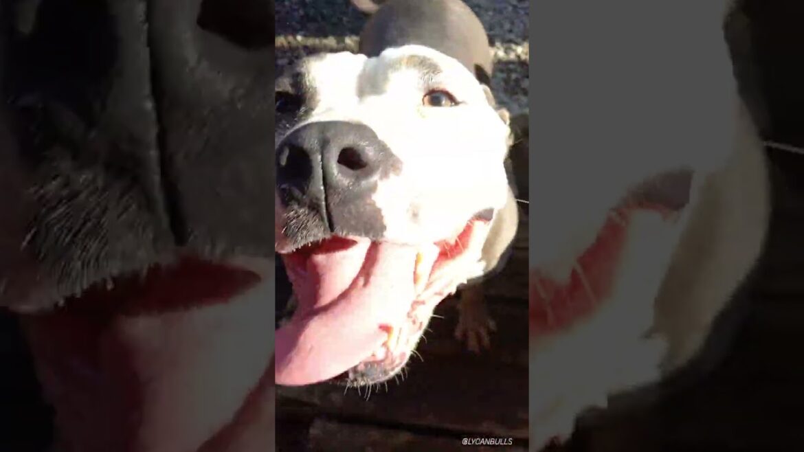 American Staffordshire Terrier #shorts #dog
