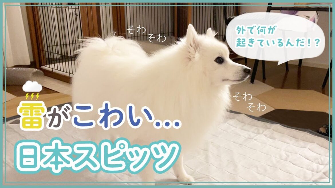 雷が怖い日本スピッツ⚡️ - Japanese Spitz afraid of thunder⚡️