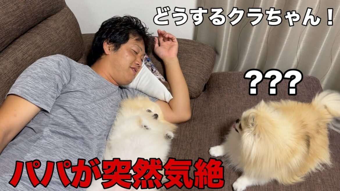 パパを助ける為に必死に考え抜いた画期的な方法に笑いが止まりませんでした パパを助ける為に必死に考え抜いた画期的な方法に笑いが止まりませんでした