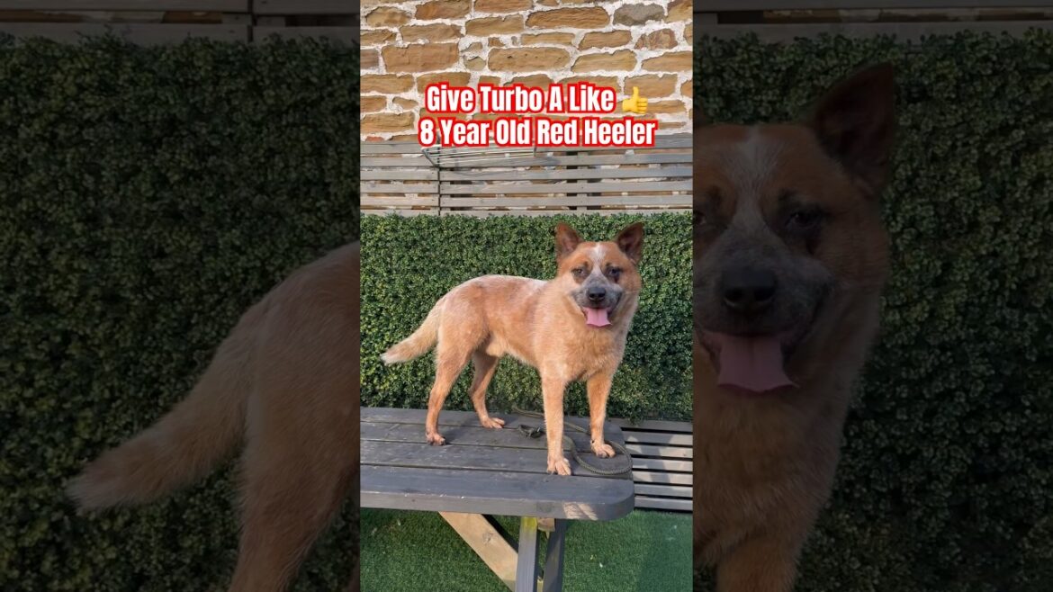 Best Dog Breeds - Red Heeler Turbo - Australian Cattle Dog #shorts