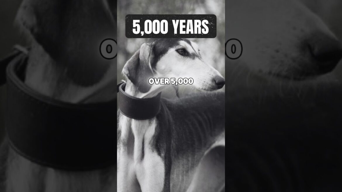 Saluki Is the Oldest Dog Breed 😯 #dog