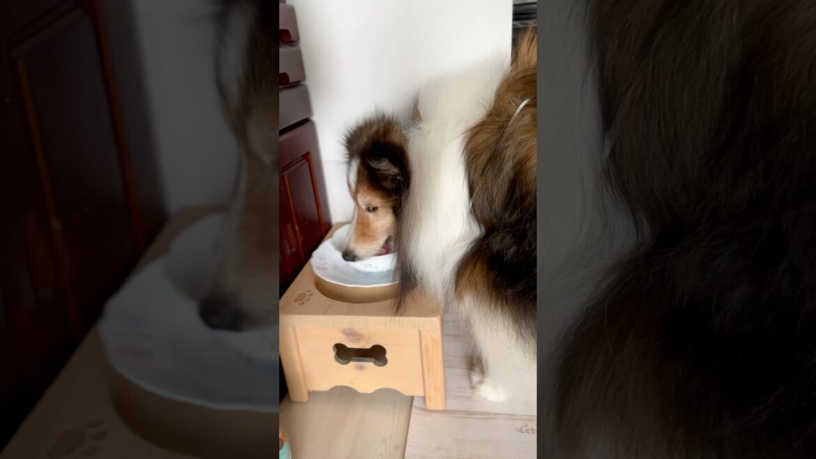 16歳シェルティのモーニングルーティン💖 16歳シェルティのモーニングルーティン💖