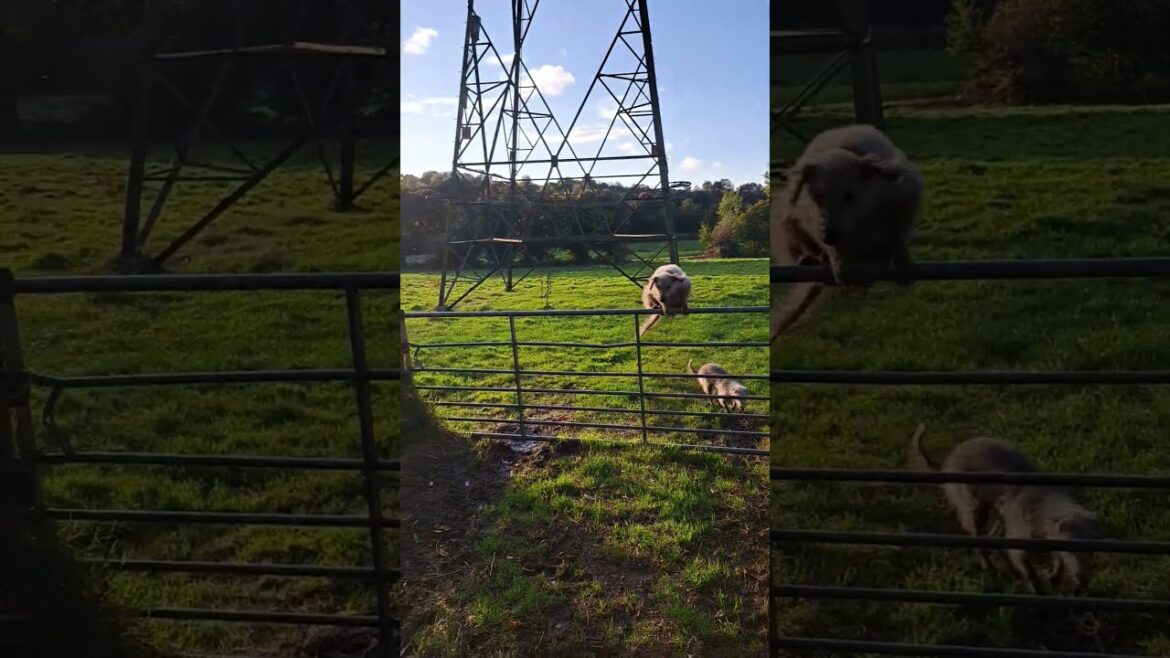 Dogs going under and over a gate, Bedlington Whippets, Missy and Brutus #doglover #bedlington