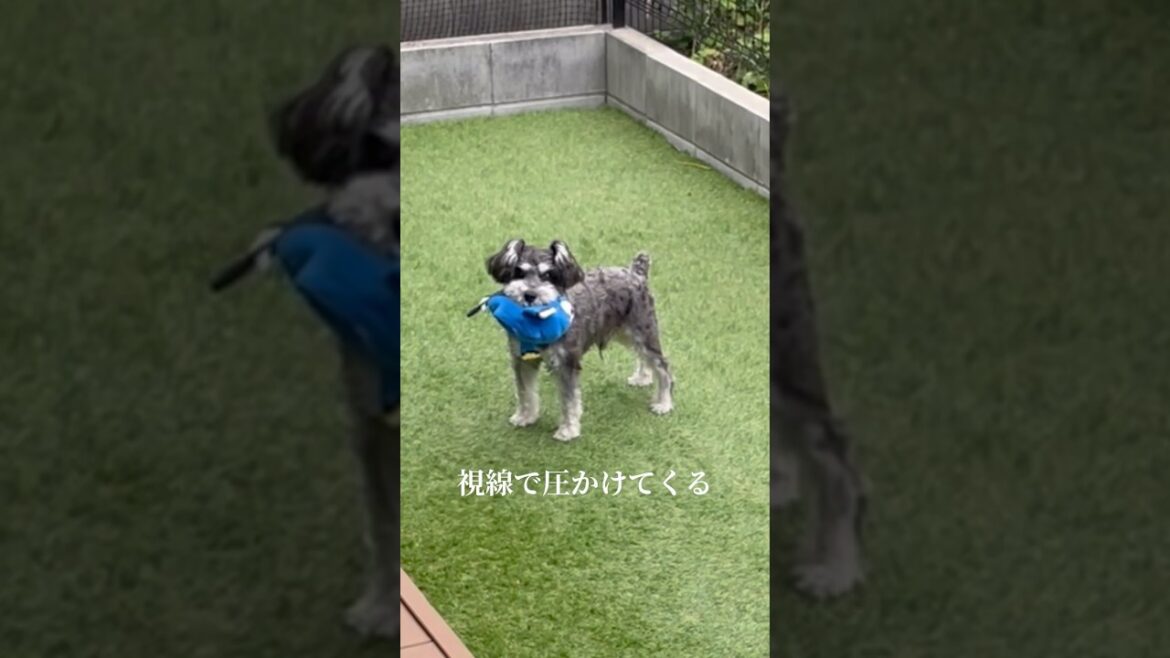 無言のプレッシャーをかけてくるミニチュアシュナウザー