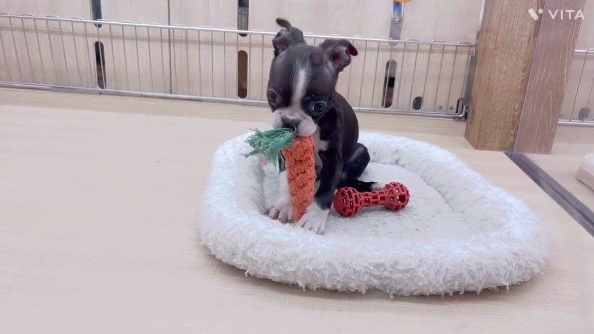 【ボストンテリア】甘えん坊なボスちゃん