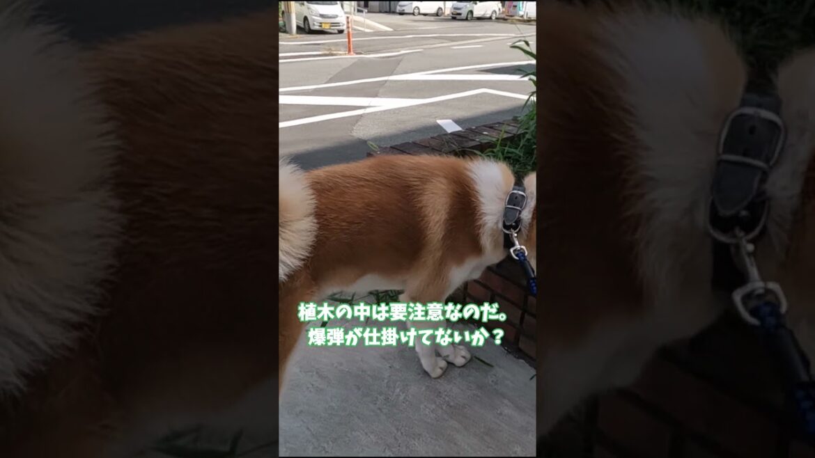 秋田犬【朝陽】チャンネル #秋田犬 #shots #秋田犬保存会 #japaneseakita#警察署