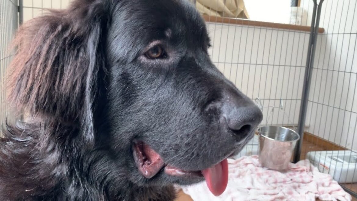 超大型犬の子犬がデカすぎました…【ニューファンドランド】 超大型犬の子犬がデカすぎました…【ニューファンドランド】