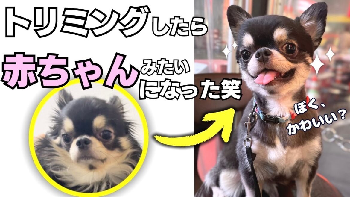 チワワをトリミングしたら可愛すぎて悶絶