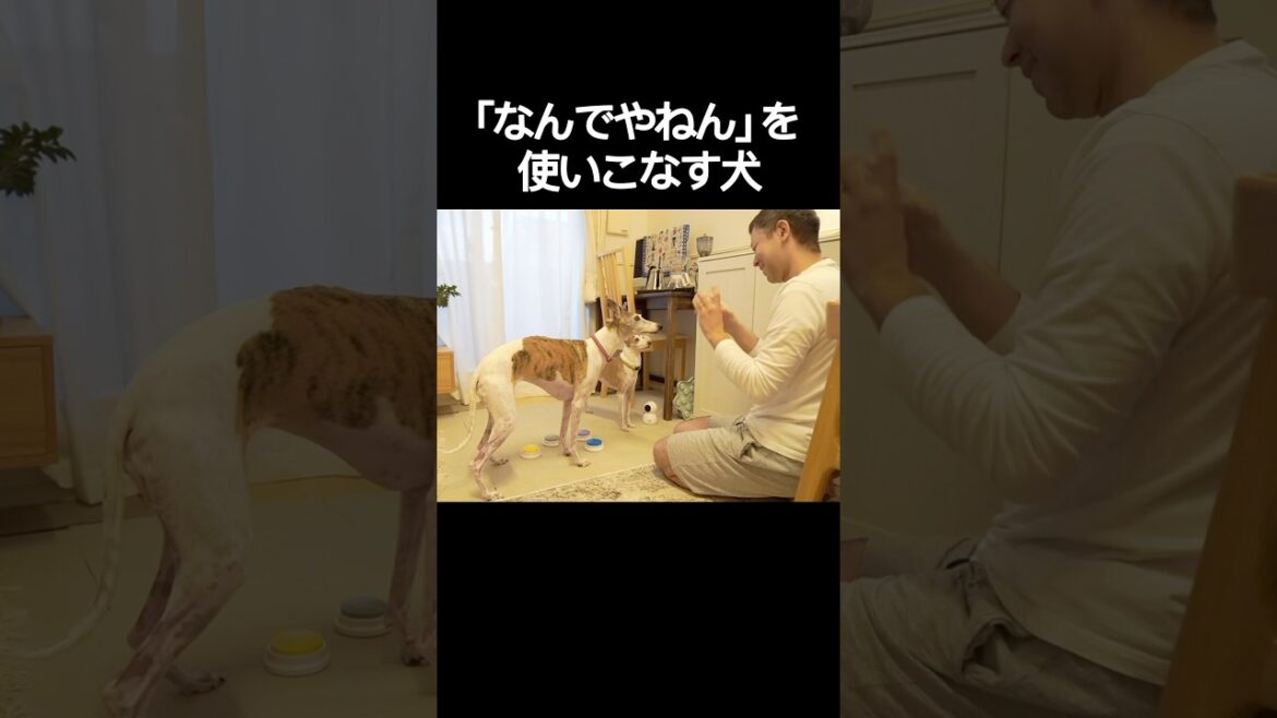 「なんでやねん」を使いこなす犬【イタグレ】【ウィペット】#shorts #dog