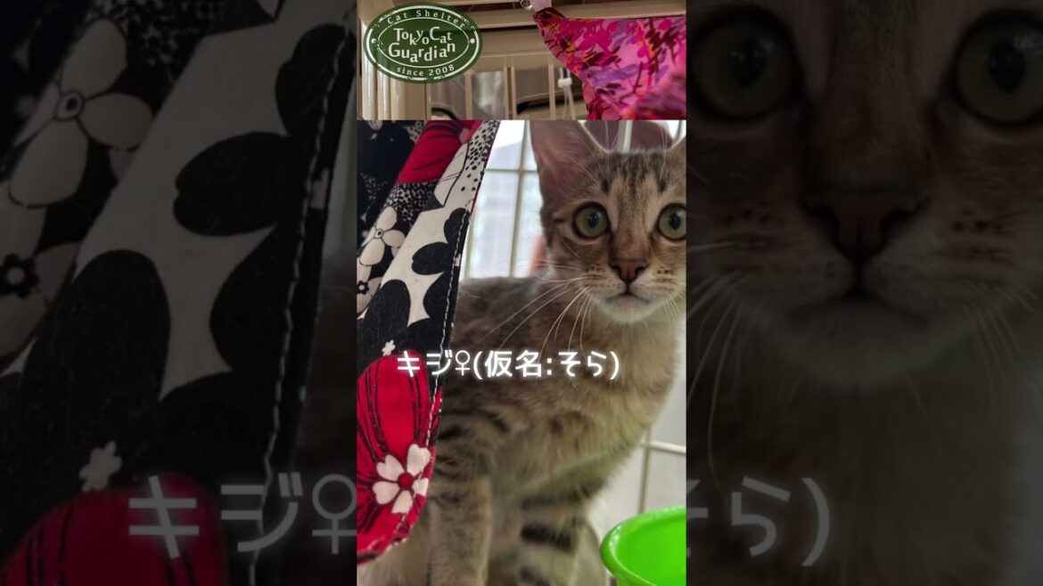 保護猫カフェにいる子猫たち #保護猫 #shorts 保護猫カフェにいる子猫たち #保護猫 #shorts