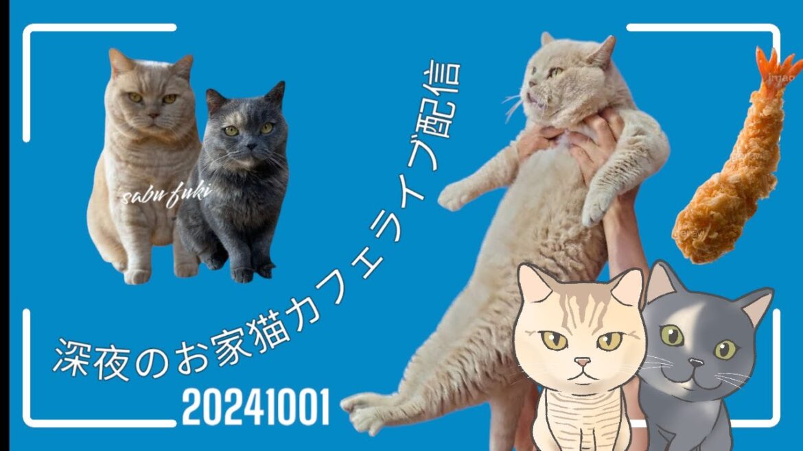 深夜のお家猫カフェライブ配信 195 深夜のお家猫カフェライブ配信 195