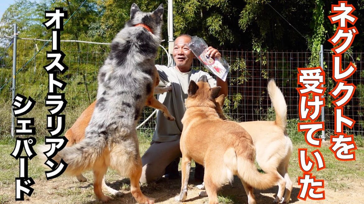 オーストラリアンシェパードMixシュンくん やっとジャーキー食べました オーストラリアンシェパードMixシュンくん やっとジャーキー食べました