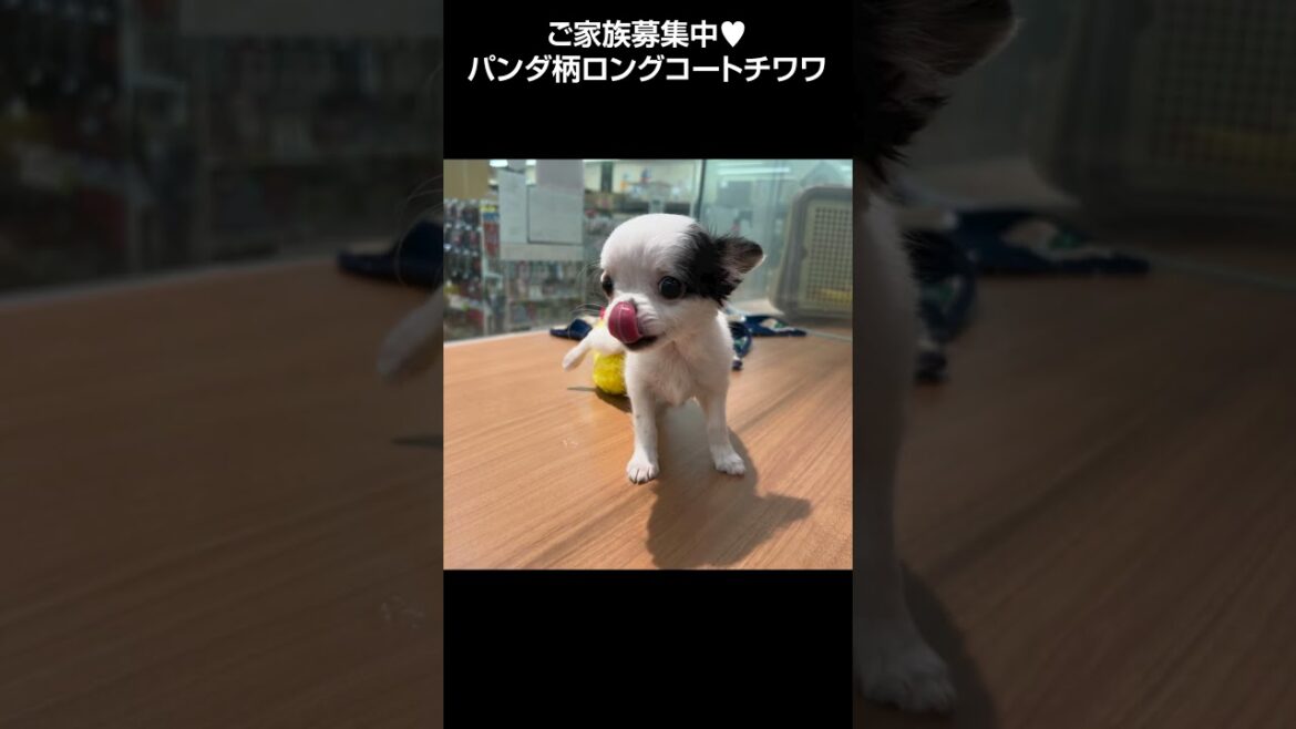 おっとりぺろぺろ系パンダ柄ロングコートチワワちゃん🐩【横浜ペットショップ ベルドック】#shorts #犬のいる暮らし #チワワ