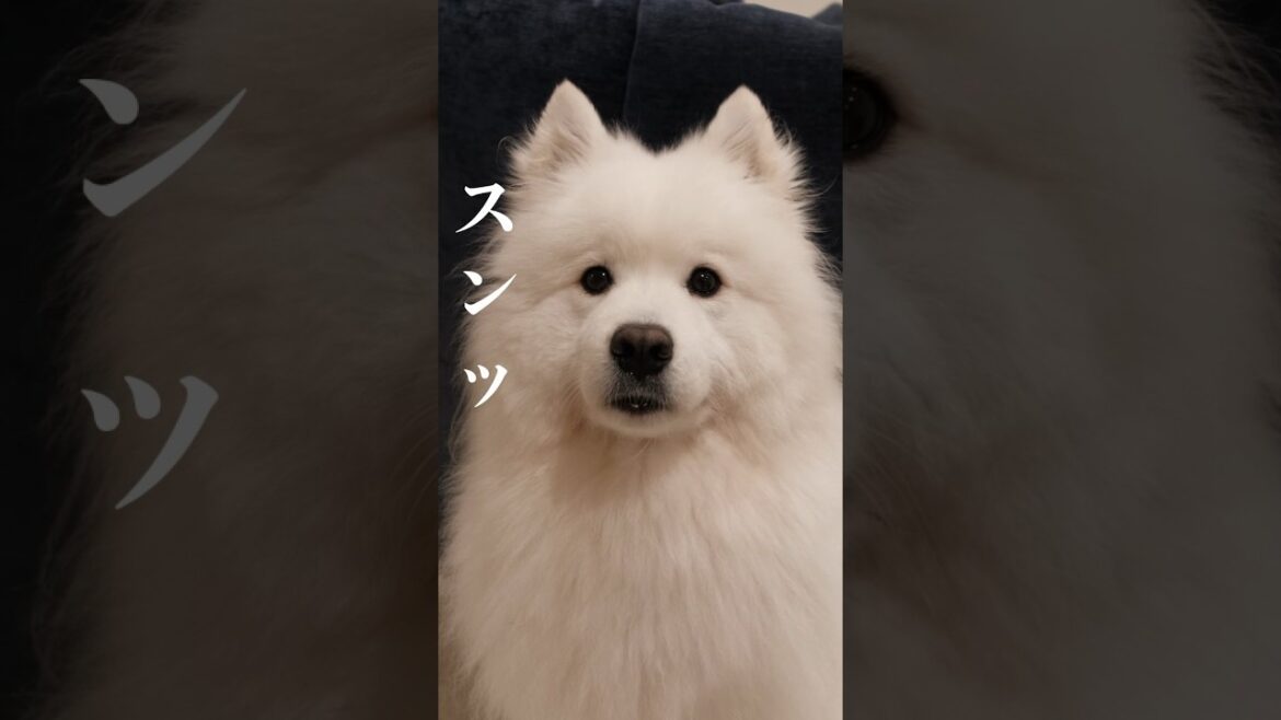 大好きなおやつのときだけ、サモエドスマイルを見せてくれる犬　#samoyed #サモエド