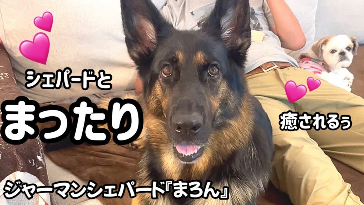 【癒し犬ジャーマンシェパード】シェパードと過ごすまったり日曜日💕この週末があるから1週間頑張れる飼い主なのです❣️あぁ癒される☺️
