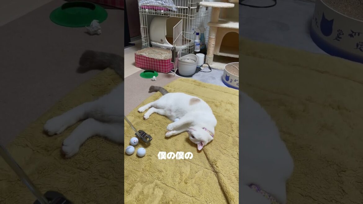 太り過ぎた弟猫のお腹にボールをぶつけたら可愛すぎた 太り過ぎた弟猫のお腹にボールをぶつけたら可愛すぎた