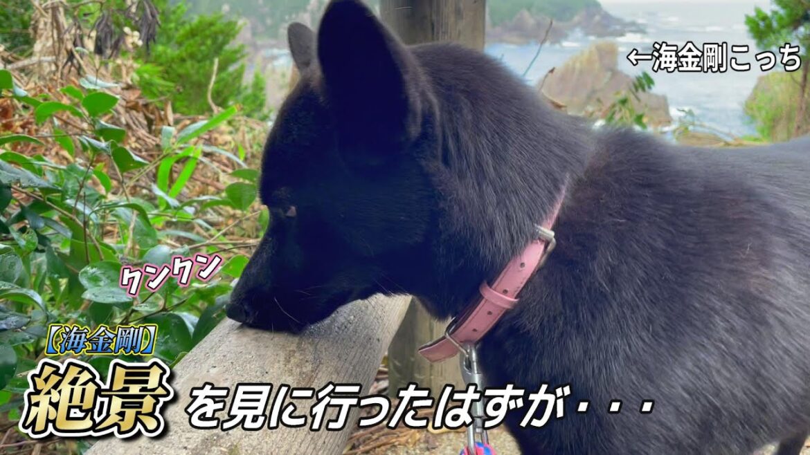 【甲斐犬】ピラミッドのような尖った岩『海金剛』を見に散歩! 【甲斐犬】ピラミッドのような尖った岩『海金剛』を見に散歩!