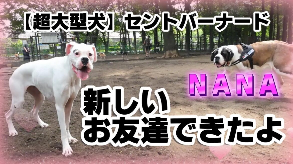 【ドッグラン】ボクサーの女の子３歳とたくさん遊んだよ★飛ぶ飛ぶNANAのヨダレハプニング★１５４回目★