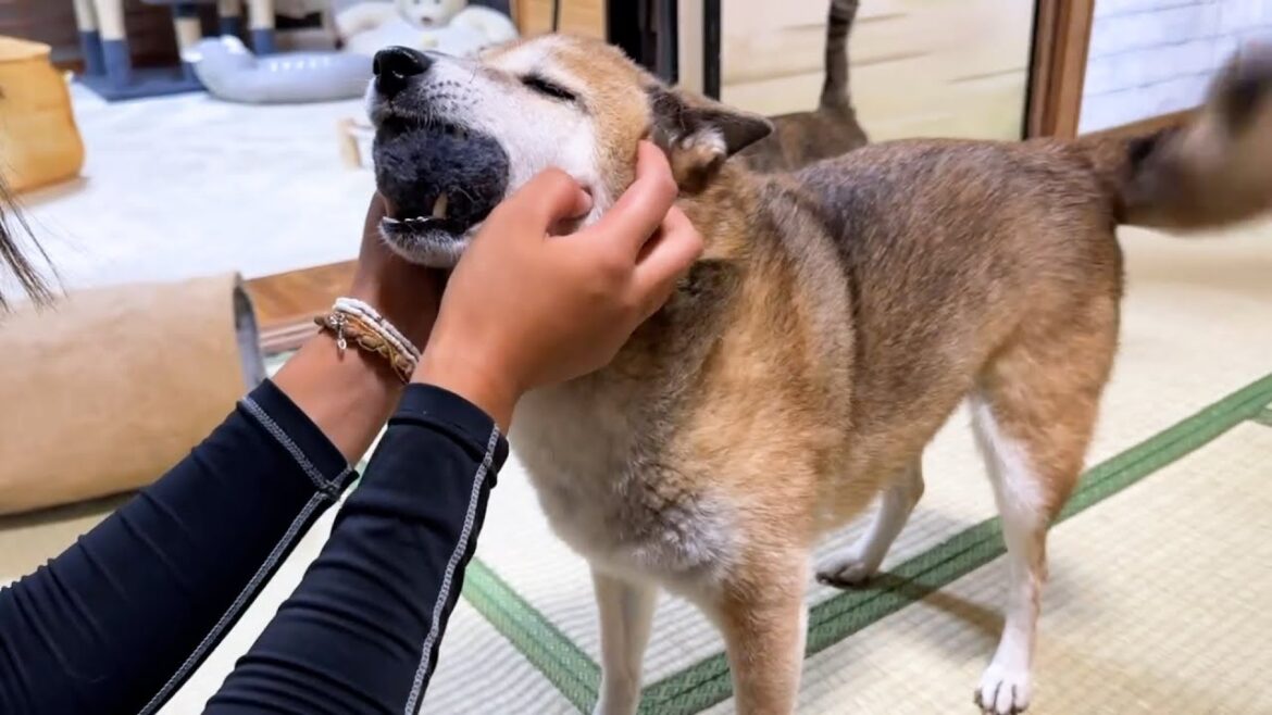 久しぶりに帰って来たお姉ちゃんに柴犬と猫たちが喜びのあまりこうなりました！