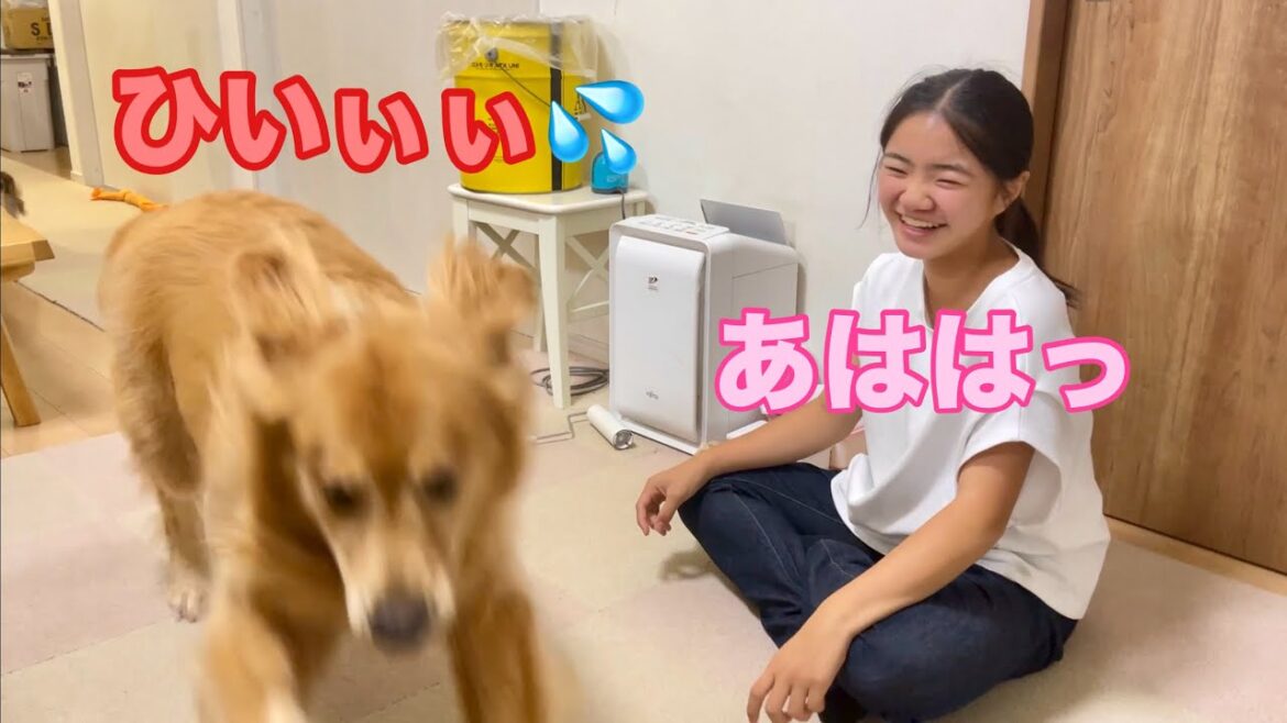 ママの仕掛けたドッキリで心臓が飛び出すほどビックリする大型犬クッキー【ゴールデンレトリバーとミニチュアダックスフンド】