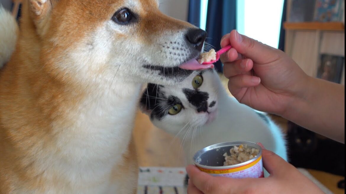 ママが柴犬を救おうとした時、猫が大騒動を巻き起こしました。。 ママが柴犬を救おうとした時、猫が大騒動を巻き起こしました。。