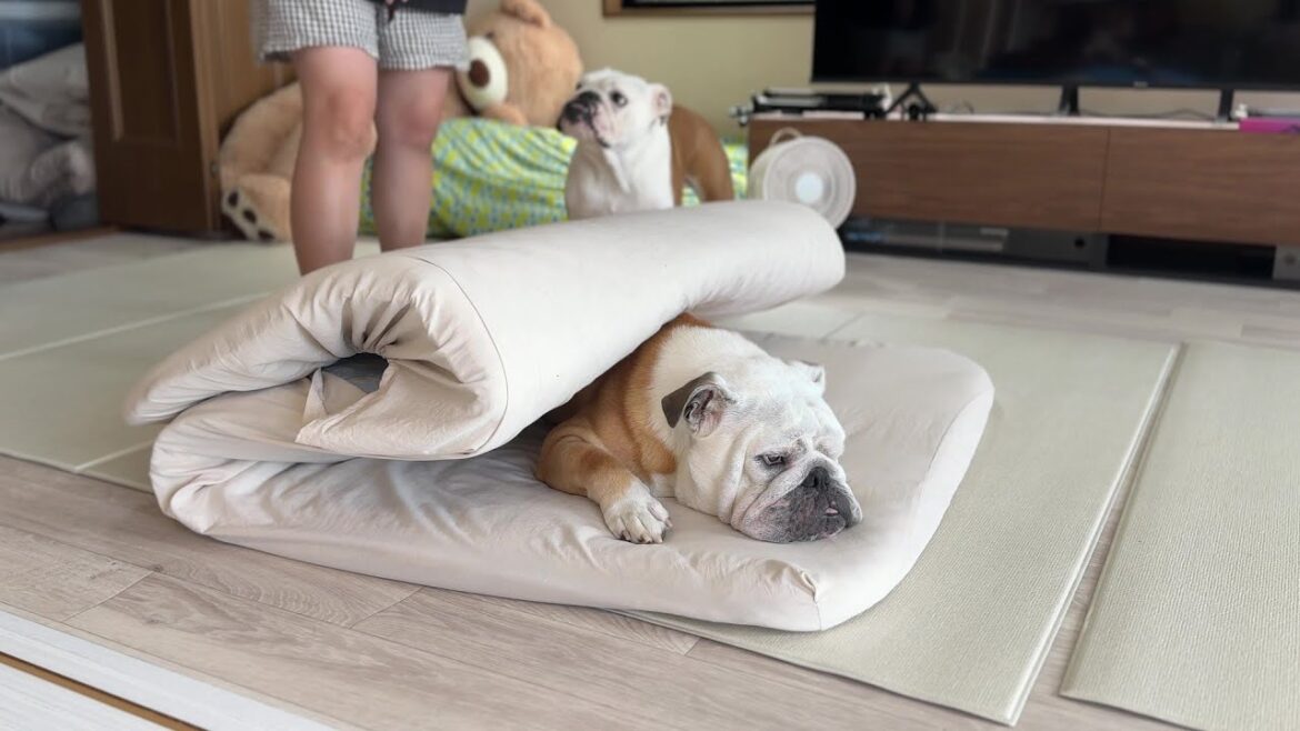 元気がなくなってしまったブルドッグのぶるまる…家族総出で元気を取り戻してあげる事にしました！