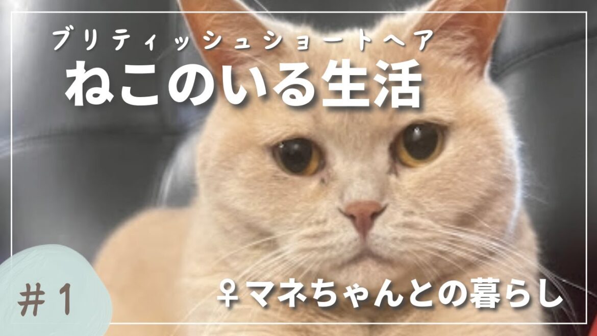 [ブリテッシュショートヘア]　マネちゃんの[性格]　[ねこ]の一日