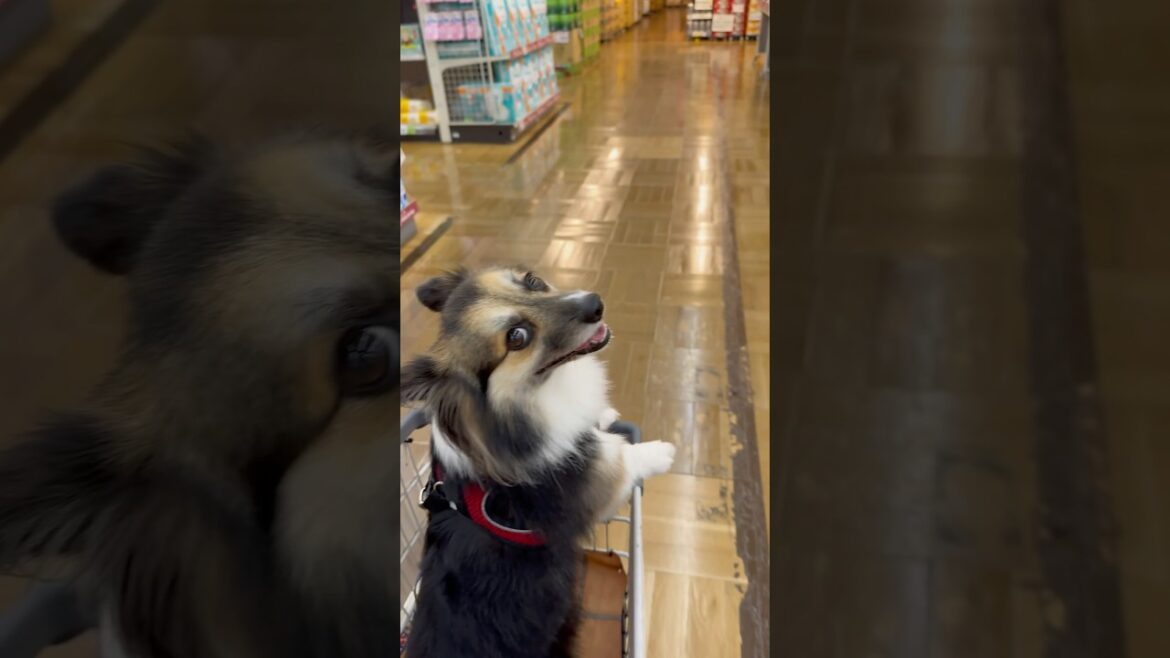 ワクワク楽しいお買い物【パピヨンとコーギーのミックス犬】 #dog #かわいい #cute #犬