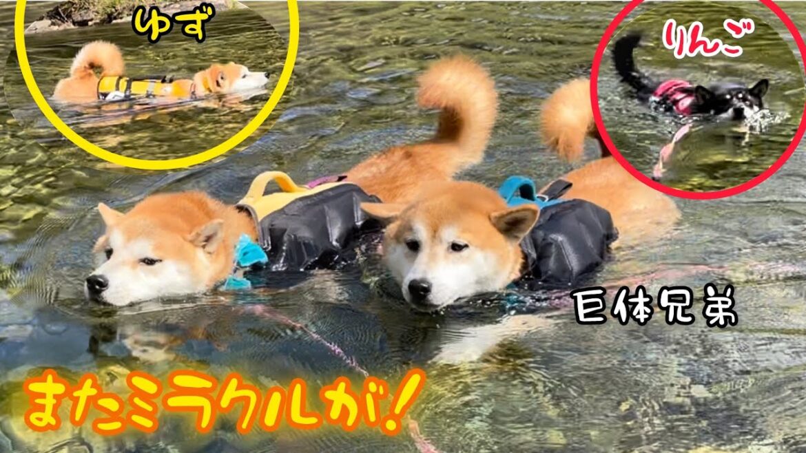 柴犬たちが最後にミラクル発動しました!泳ぎ納めです 柴犬たちが最後にミラクル発動しました!泳ぎ納めです