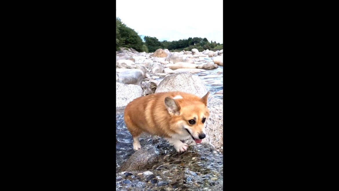 川で遊ぶコーギー(925④) / A corgi playing in the river #shorts