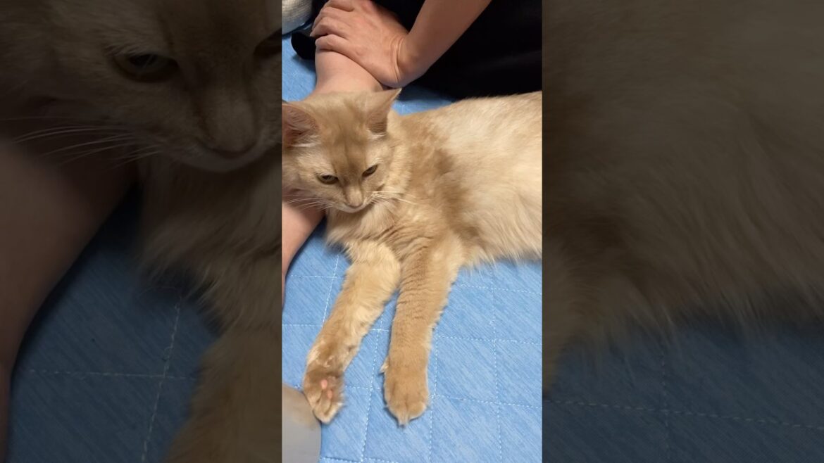 おっさんのお昼寝に付き合う猫#shorts #猫#ソマリ