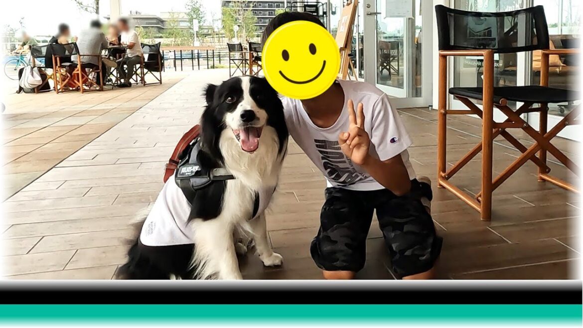 カフェでの出会いがサプライズだったボーダーコリー【保護犬4年目】