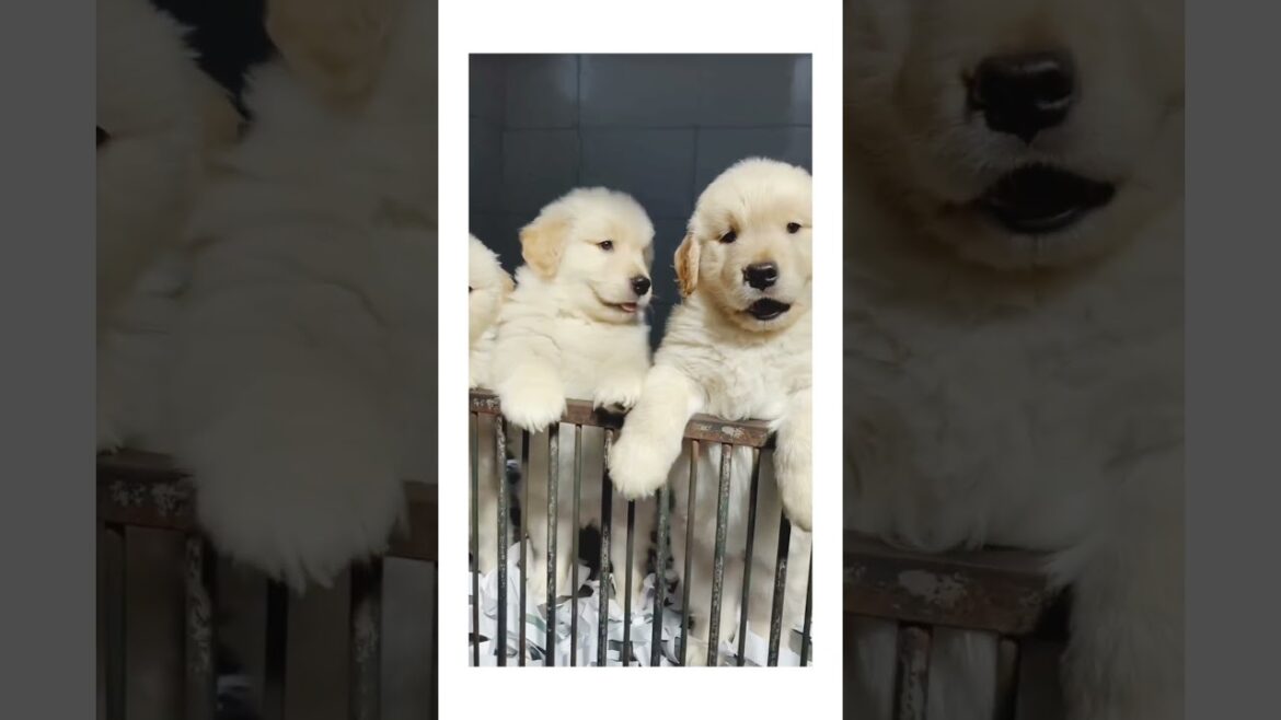 Dogs Playing Together Video 🐕❤️#shorts #youtubeshorts#How to viral short video on youtube