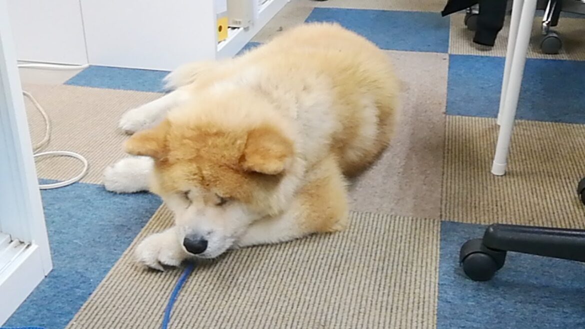 秋田犬会館配信！