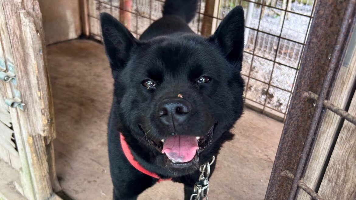 家族親戚を噛んでしまった甲斐犬を引き取りに行ってきます