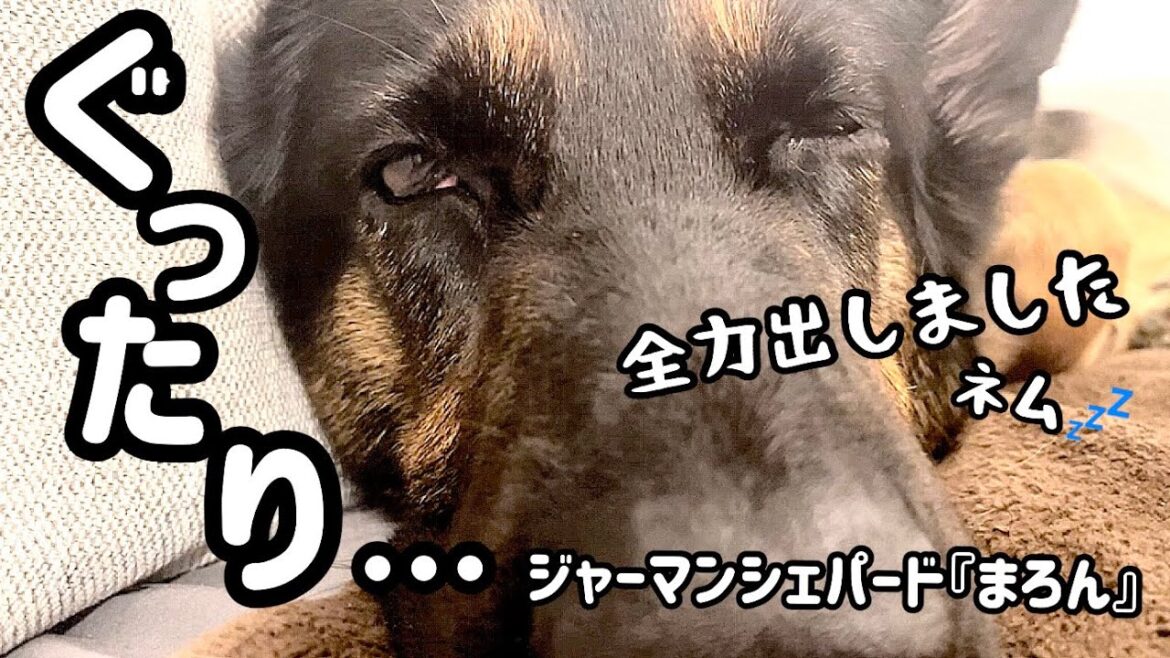 【ジャーマンシェパード】全力シェパードまろん！ピーピー泣いて、ワンワン吠えてまろソックも頑張った！今日も1日お疲れさん🐶ハナはおかあしゃんにトリミングされた😆