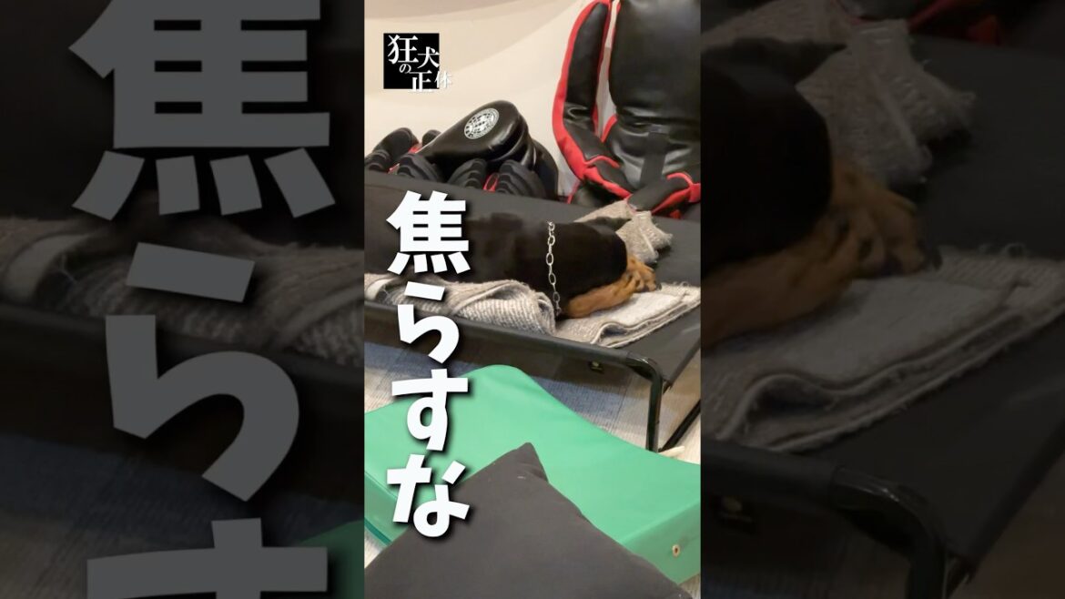 今日は何もしたくないドーベルマン