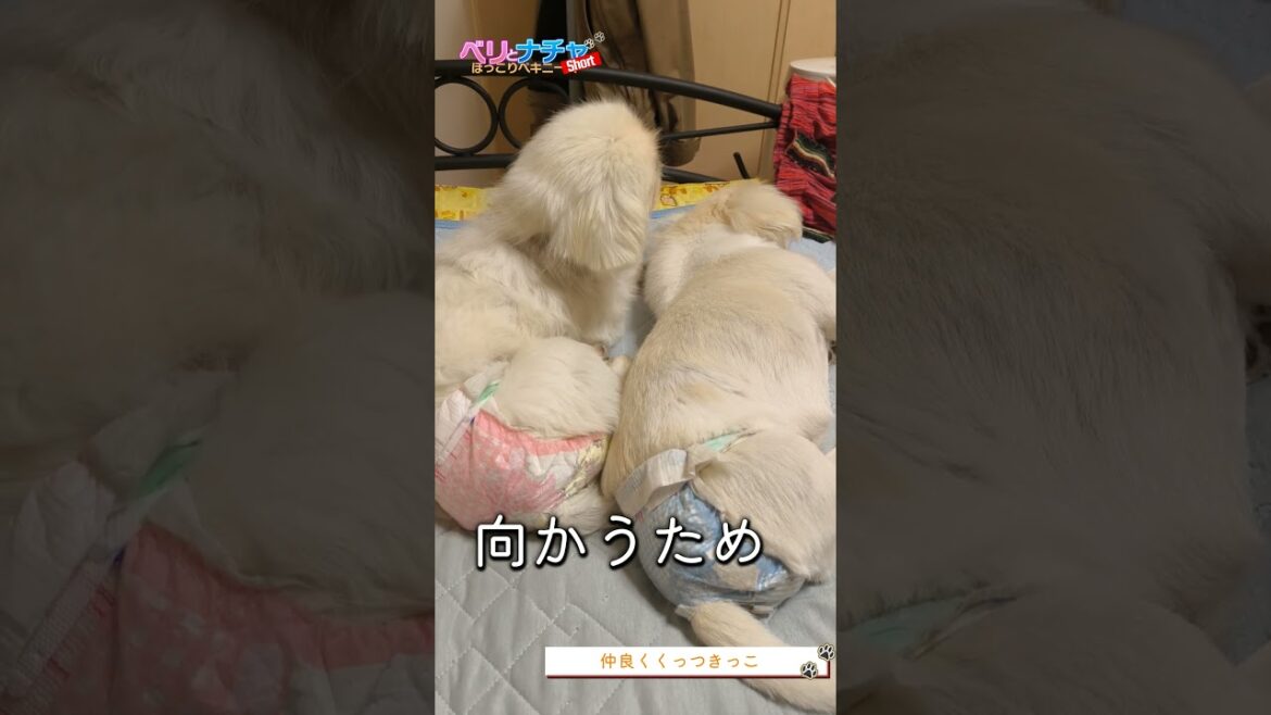 s285『仲良くくっつきっこ』【ベリとナチャ ほっこりペキニーズ】#犬のいる生活 #犬 #dog #ペキニーズ #ベリザベス #ナチャテリーヌ #癒し #可愛い #いぬ