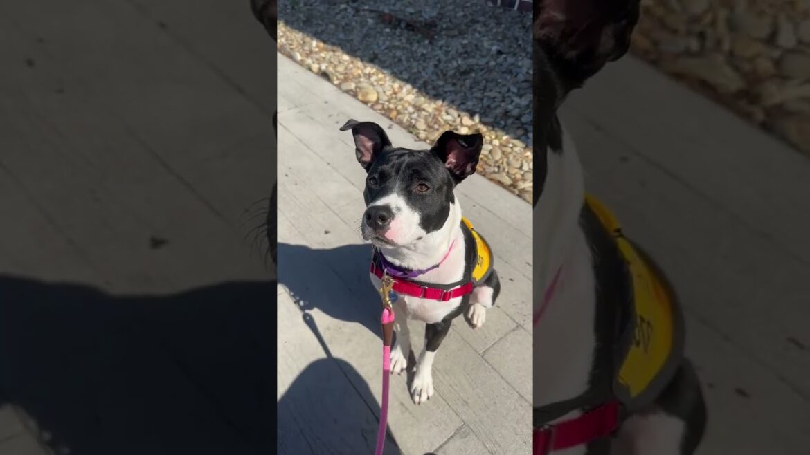 Meet 77349a  Nugget a Terrier, American Staffordshire currently available for adoption! 9/29/2024 4: