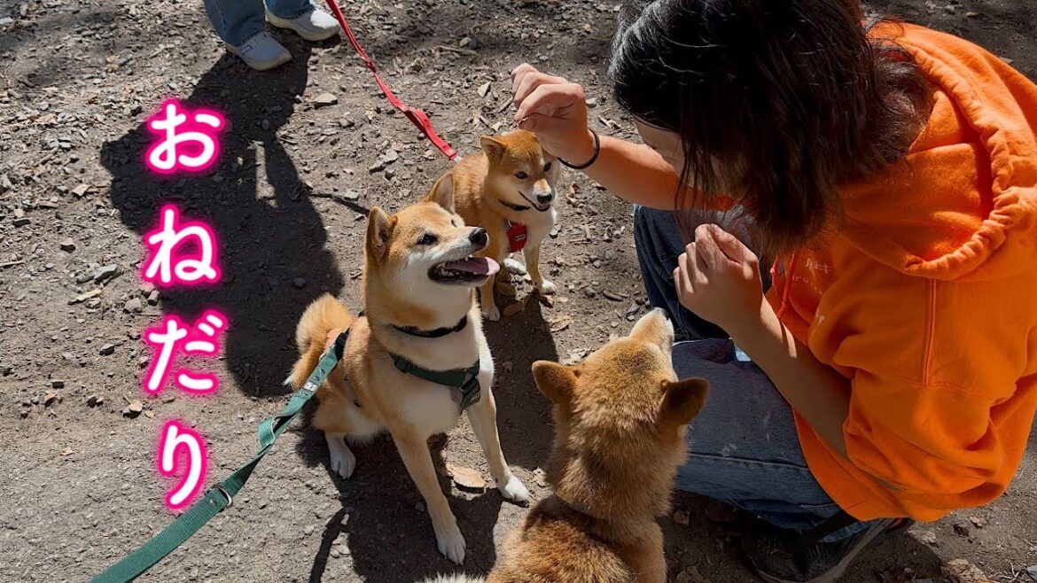 大好きなお店のお兄さんに甘えまくり試食を食べ尽くそうとする柴犬が可愛い