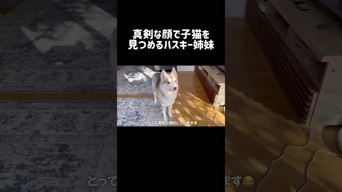 真剣な顔で子猫を見つめるハスキー姉妹 #シベリアンハスキー #ハスキー #子猫