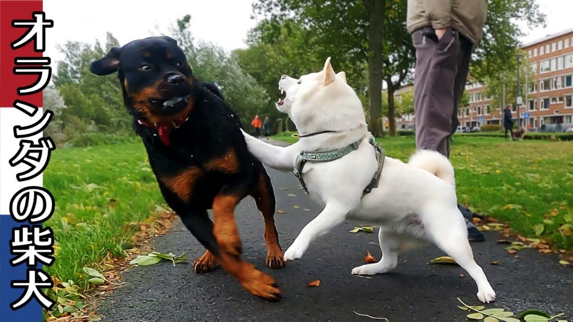 柴犬柿丸 ロットワイラーに喝を入れる柴犬【オランダ / 環境音 / 4K】Kaki-Maru the Shiba Inu 柴犬柿丸 ロットワイラーに喝を入れる柴犬【オランダ / 環境音 / 4K】Kaki-Maru the Shiba Inu