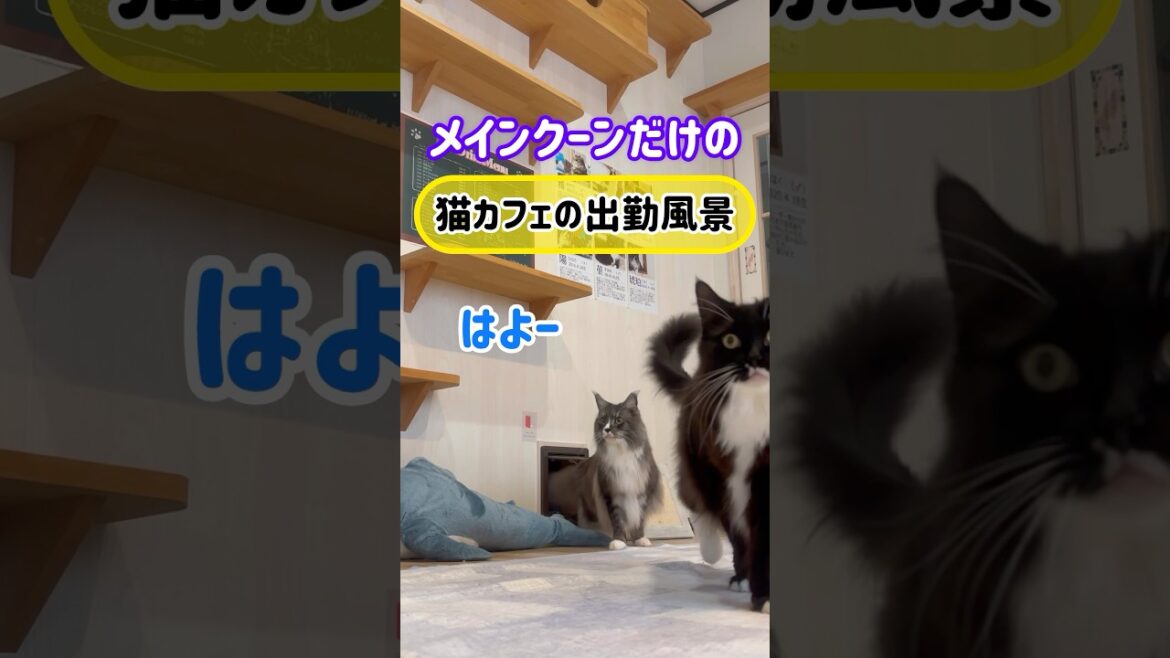 メインクーンだけの【猫カフェの出勤風景】#cat #cooncat #もふ