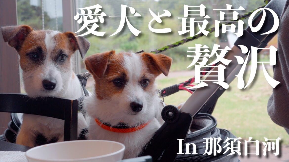 サウナ・露天風呂・ドッグラン付きの自然あふれるコテージ/エンゼルフォレスト那須白河/ジャックラッセルテリア サウナ・露天風呂・ドッグラン付きの自然あふれるコテージ/エンゼルフォレスト那須白河/ジャックラッセルテリア