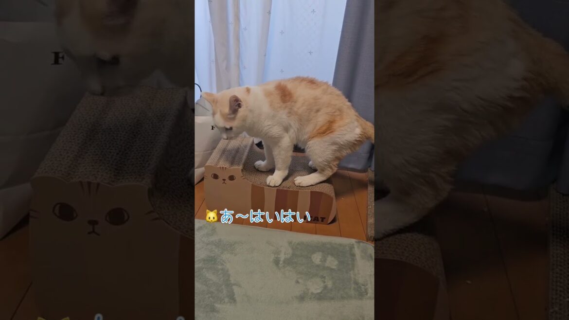 プレゼントした『爪研ぎ』に何とも言えぬ顔でケチをつける猫【病院猫のほっぺ太郎】#shorts